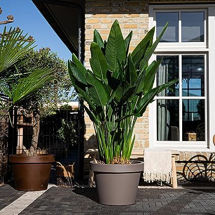 Nandini Garden Birds of Paradise Strelitzia Reginae Strelitzia Nicolai Kolaboti1 Live Plant For Garden Home Balcony 1.5 ft in Polybag (B0CGMDGB7T) Amazon Price History, Amazon Price Tracker