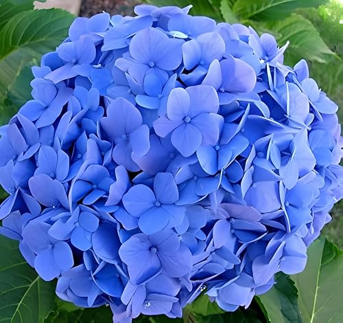 Image of Bigleaf Hydrangea Seeds for Planting - 35 Seeds Pack - Hydrangea Macrophylla