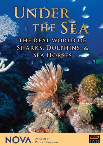 その他 Nova: Under the Sea - Real World of Sharks Dolphin [DVD] Amazon.co.jp: Nova: Under the Sea - Real World of Sharks Dolphin