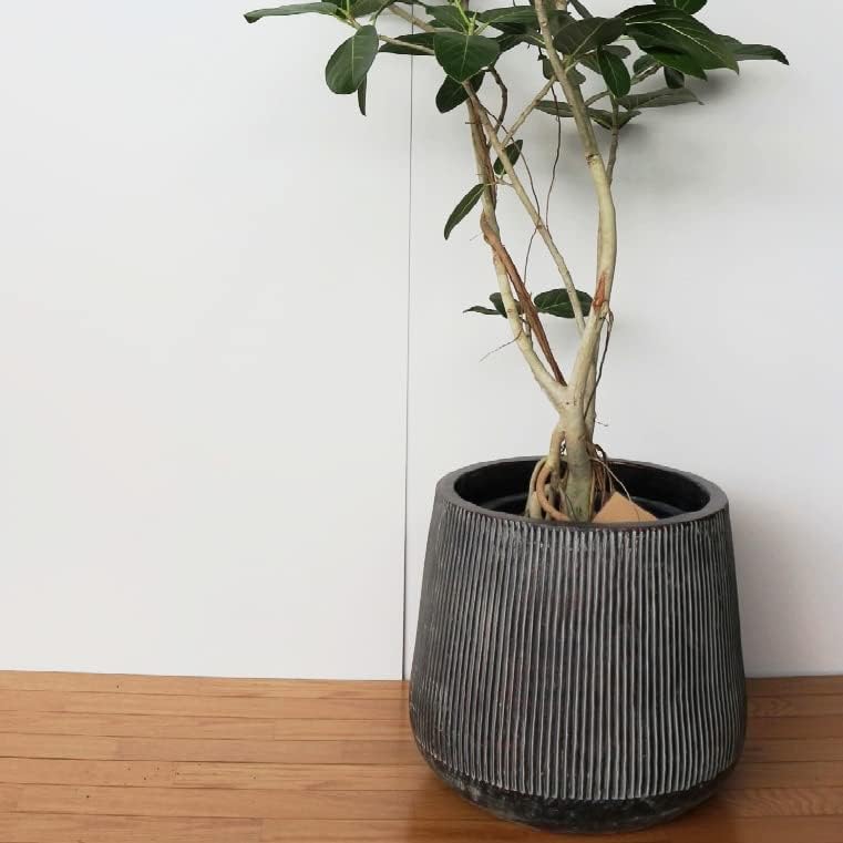 グラキリス YAMABACHI var. P&A ceramicware発根済み サボテン 陶器