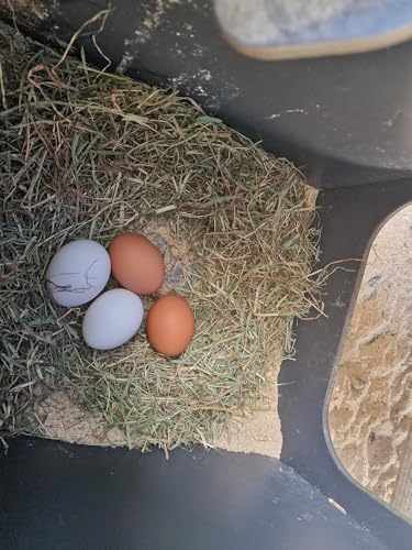 POLLAIO PER 6 GALLINE OVAIOLE IN LAMINATO HPL ANTIACAROROSSO MODELLO POLLY CLASSIC GREY TAGLIA L CON CASSETTO REMOVIBILE 2 POSATOI 2 NIDI - immagine 5