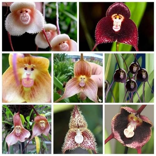 100 x gemischte Orchideensamen mit Affengesicht