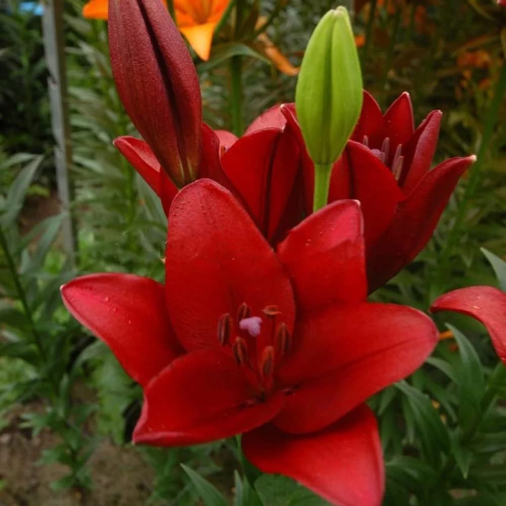 Live Green Asiatic Lily Red Flower Bulbs Set of 2 Bulb Amazon.in