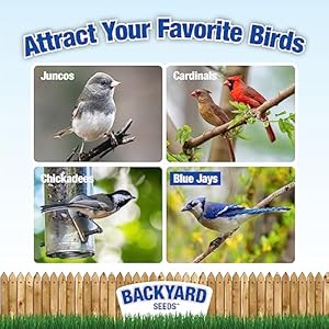 CountryMax Backyard Seeds Black Oil Sunflower (10 Pounds) CountryMax Backyard Seeds Black Oil Sunflower 10 Pounds