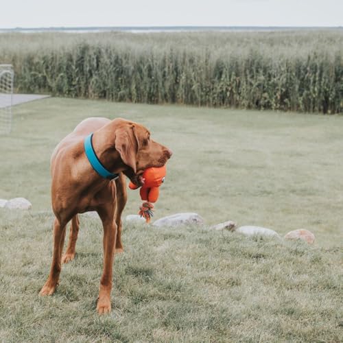 HUNTER CONVENIENCE Hundehalsband, Kunststoffmaterial, 50 M, türkis