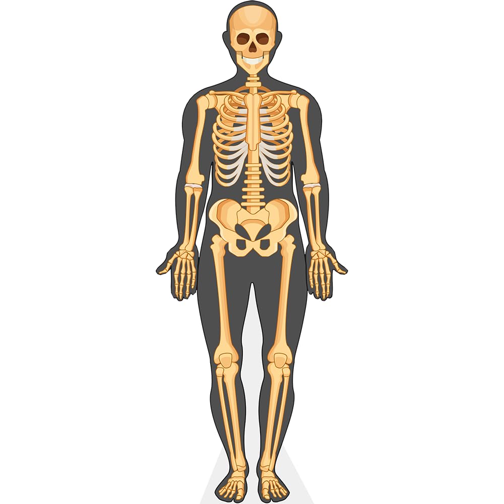 Celebrity Cutouts Life Size Cutout Human Body (Skeleton)