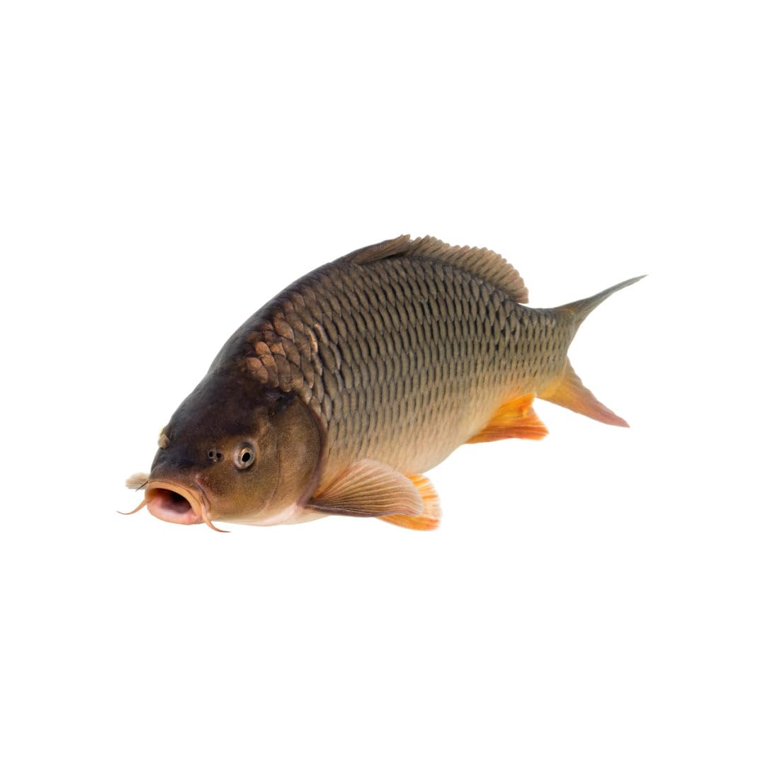 Carp XXL 15kg