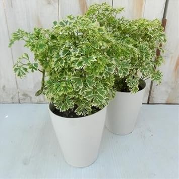 Amazon ポリシャス スノープリンス 斑入り 観葉植物 10 5cmポット 観葉植物 オンライン通販