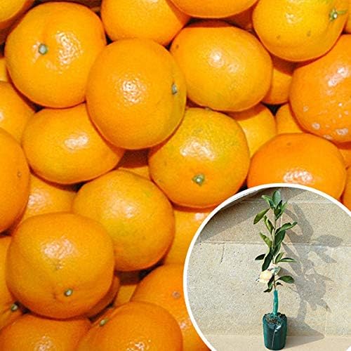 苗/苗木 【15本セット】 温州・日南1号 樹高0.4m前後 15cmポット に