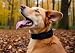BUDDYPACK-Halsband Extra-Breit & Weich mit Neopren-Polster für Kleine und Große Hunde (Schwarz, Größe M)