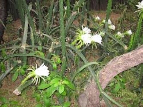 Night Blooming Cereus Cactus -5 Nice Healthy Cut