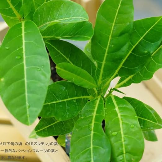 Amazon Co Jp パッションフルーツの仲間 ミズレモン 実生 ポット 苗 果樹苗木 果樹苗 トケイソウ 緑のカーテン Diy 工具 ガーデン Amazon Co Jp パッションフルーツの仲間 ミズレモン 実生 ポット 苗 果樹苗木 果樹苗 トケイソウ 緑のカーテン Diy 工具 ガーデン