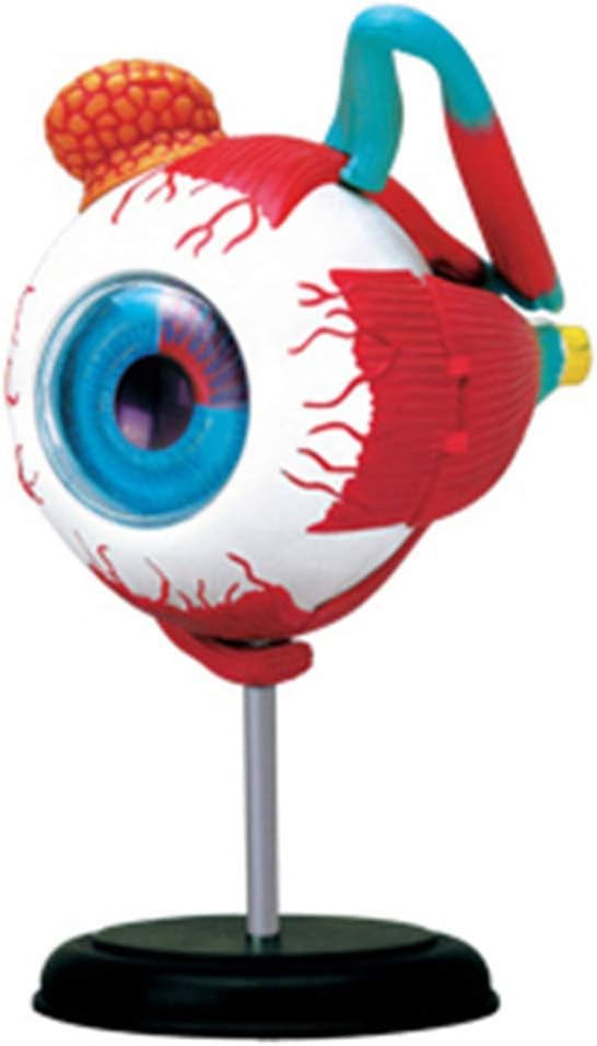 目のモデル 人間の目の解剖学的モデル 取り外し可能 32パーツ パズル 組み立ておもちゃ 装飾用 収集品 医療教育モデル