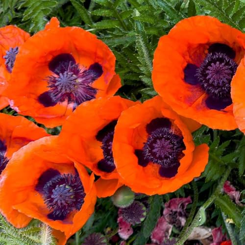 1050+ Poppy Flower Seeds for Planting Outdoor- Heirloom Non-GMO Pollinator-Friendly Perennial - Thumbnail 5