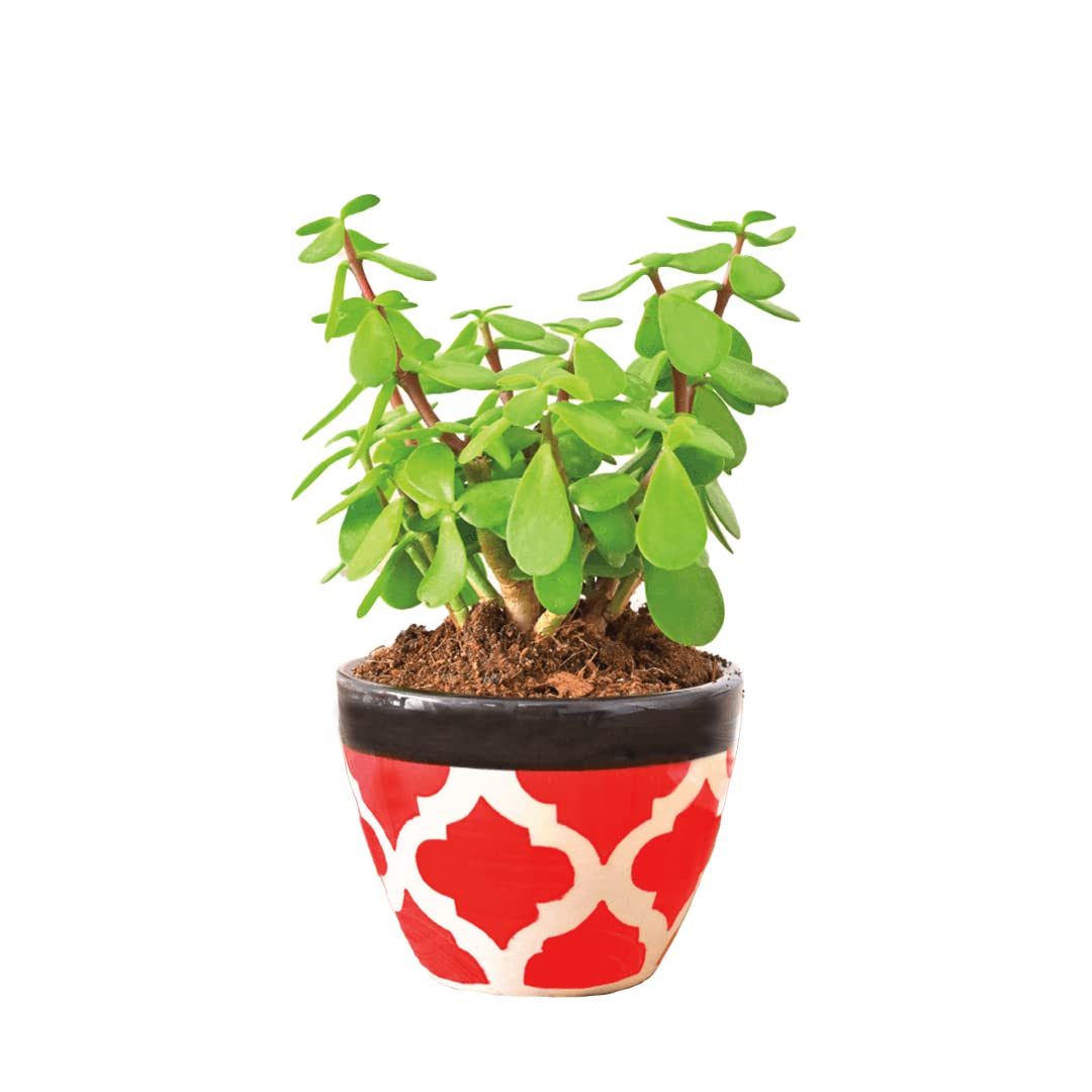 Ugaoo Good Luck Jade Plant with Apple Rose Red Ceramic Pot - 4 Inch (B09W5ZGDBJ) Amazon Price History, Amazon Price Tracker
