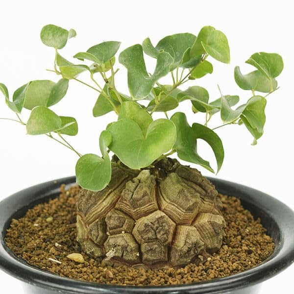 セ*ウ様 亀甲竜 Amazon.co.jp: 127.ハート型の葉が可愛い塊根植物、アフリカ亀甲