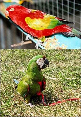 Image of The AVIATOR Pet Bird Harness and Leash: Small Red