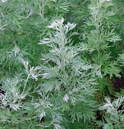 DHARIKA GARDENS/Aromatic herbaceous Davana plant/Marikozhundhu/Marjoram/Marikojhundhum live plant (B0CPS9RDQC) Amazon Price History, Amazon Price Tracker
