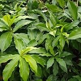 Fresh 75pcs Insulin Plant Seeds