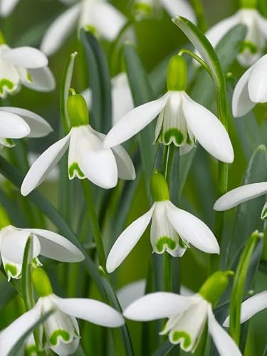 Schneeglöckchen Blumenzwiebeln Winterhart, Mehrjährige Wurzelstöcke, Galanthus wachsen zu mehrjährigen Pflanzen für Garten, Balkon, Beete & Töpfe. (10, Schneeglöckchen) Schneeglöckchen Blumenzwiebeln Winterhart, Mehrjährige Wurzelstöcke, Galanthus wachsen zu mehrjährigen Pflanzen für Garten, Balkon, Beete & Töpfe. (10, Schneeglöckchen)