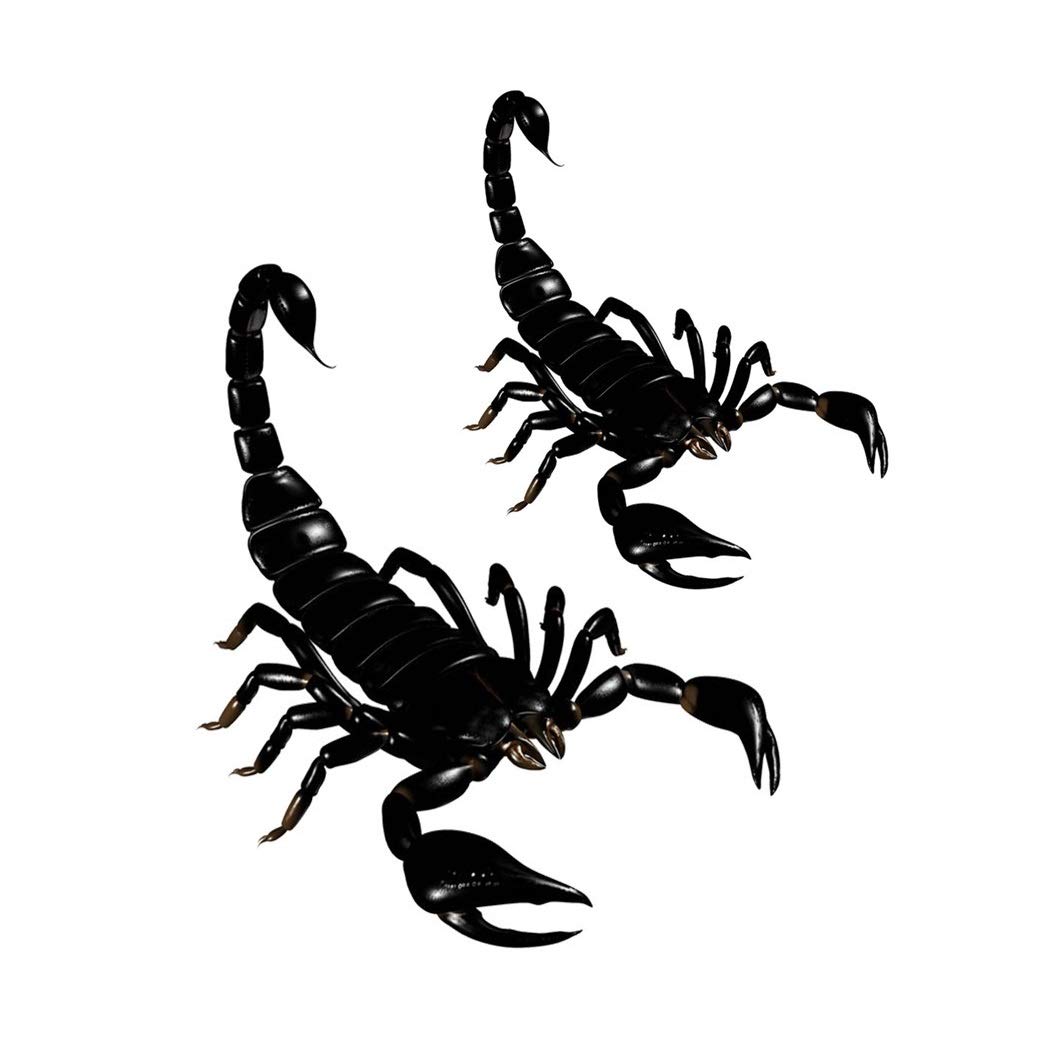 Scorpion Collection (Scorpion Iron on Transfer Sheet)