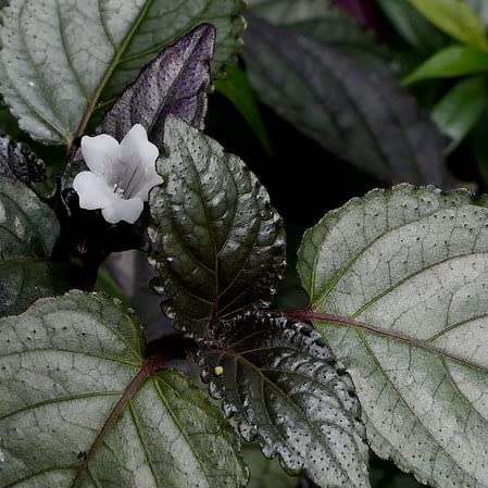 LITTLE JUNGLE Red FLame Ivy - Healthy Live Plant with White Pot | Best Air Purifying Plant | Indoor Plants for Living Room | Gifting Plants | Plants For Balcony Outdoor Home Décor & Office Desk (B0BR1N5YBS) Amazon Price History, Amazon Price Tracker