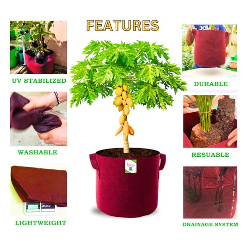 Image of ORGANIC BAZAR 24x24 Very Big Size Tree Grow Bag for Fruit Plants, Premium Geo Fabric 450 GSM Geo Fabric Large Plant Bags | (Pack of 1)