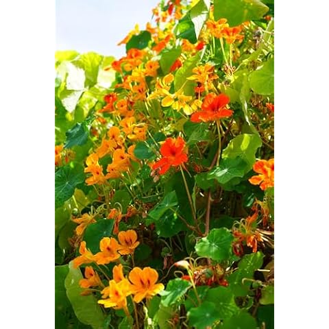 Nasturtium Mixed Flower Seeds, Edible Varieties Cover