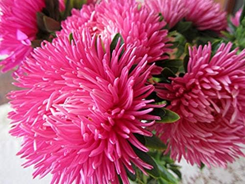 Miniatura 8 de Flores Aster Krallen Mix Anual - 100 Semillas