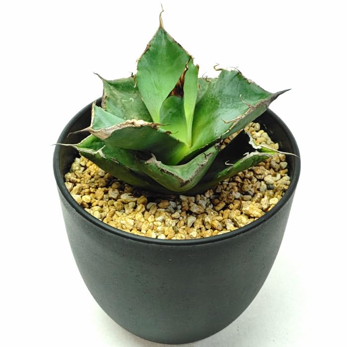 Amazon｜アガベ チタノタ 黒豹 くろひょう Agave titanota Black
