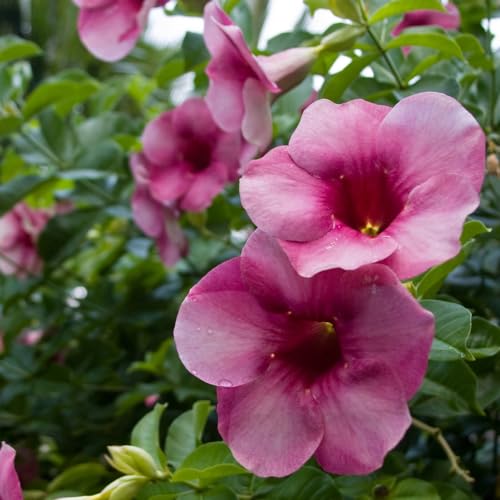 Genérico, Muda de Alamanda Vermelha 20 a 40cm AMK - Plantas Online