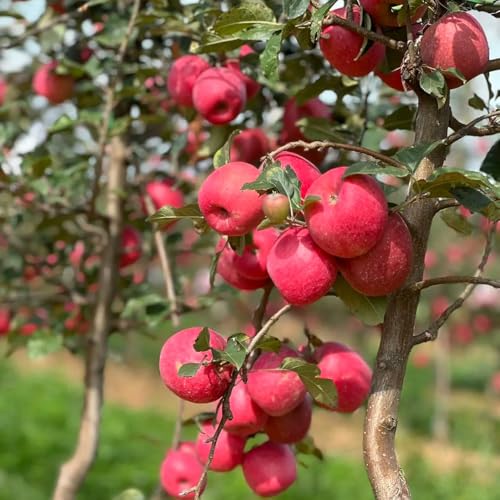 semi di mela di melo da giardino roccioso resistenti, sementi biologiche, sementi di antiche varietà fresca, balcone a colonnare 50pcs