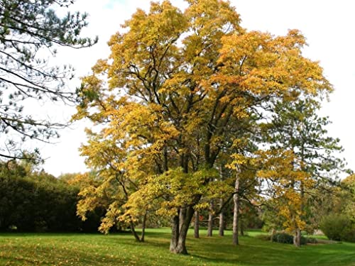 Tristar Plants - Sassafras Tree - 1 Quart Pot, 1'-2'Ft Tall - Healthy Established Roots - Live Plant - Sassafras Root Tea - Sassafras Tree For Sale #TOP27