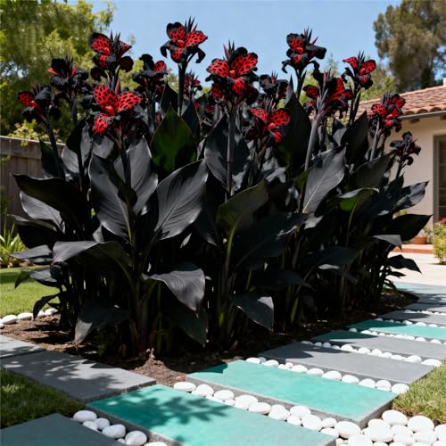 Canna Rhizome/Canna Gartenbepflanzung&Elegante Rhizome-Blühende Rhizome-Winterhart Rhizome-Landschaftsgestaltung-1Rhizome-J