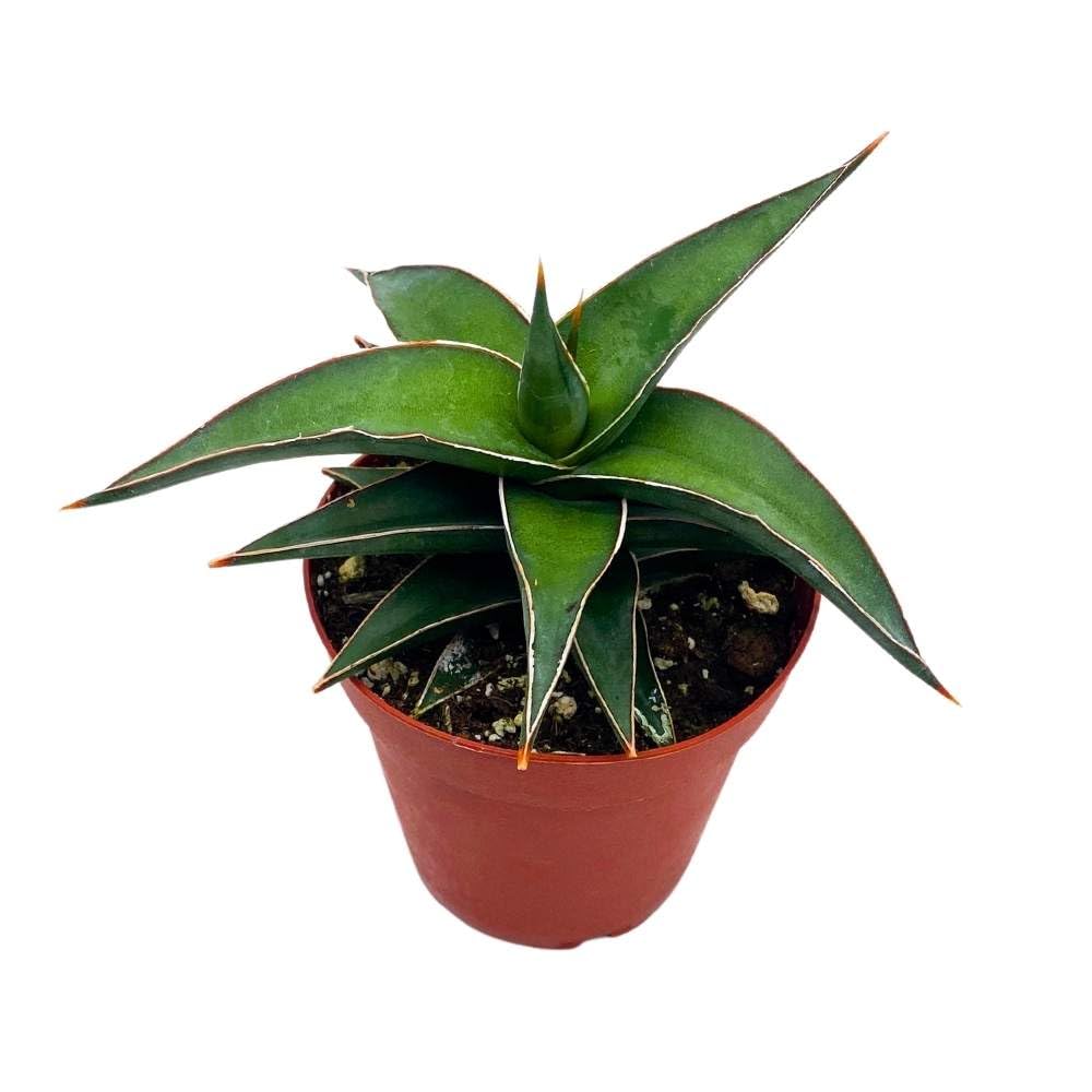Amazon.com : BubbleBlooms Samurai Dwarf 4 inch Sansevieria Lavranos Banana  Ehrenbergii, Star Exotic Snake Plant : Patio, Lawn & Garden