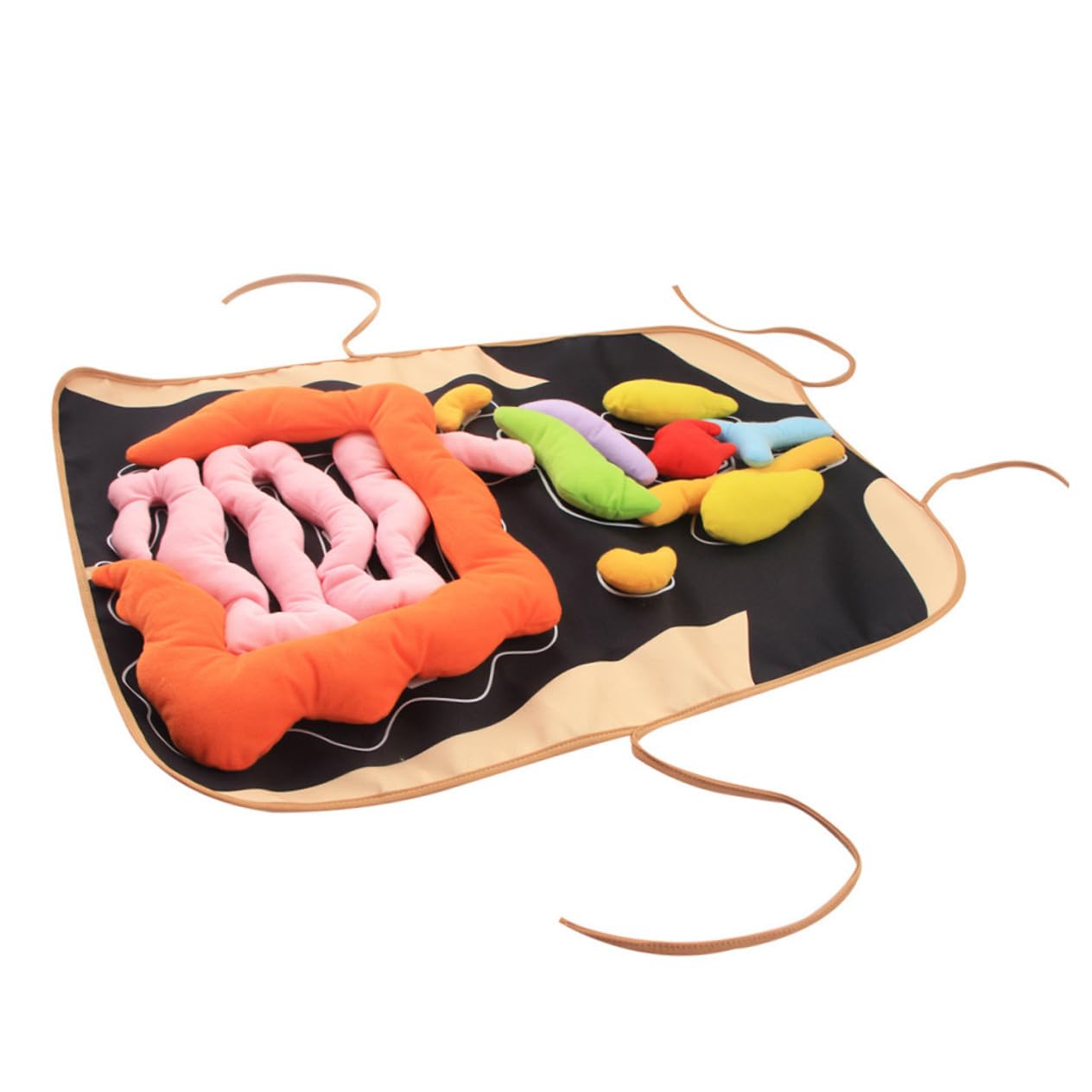 Delantal de Órganos del Cuerpo Humano en 3D, 1 Juego, Poliéster