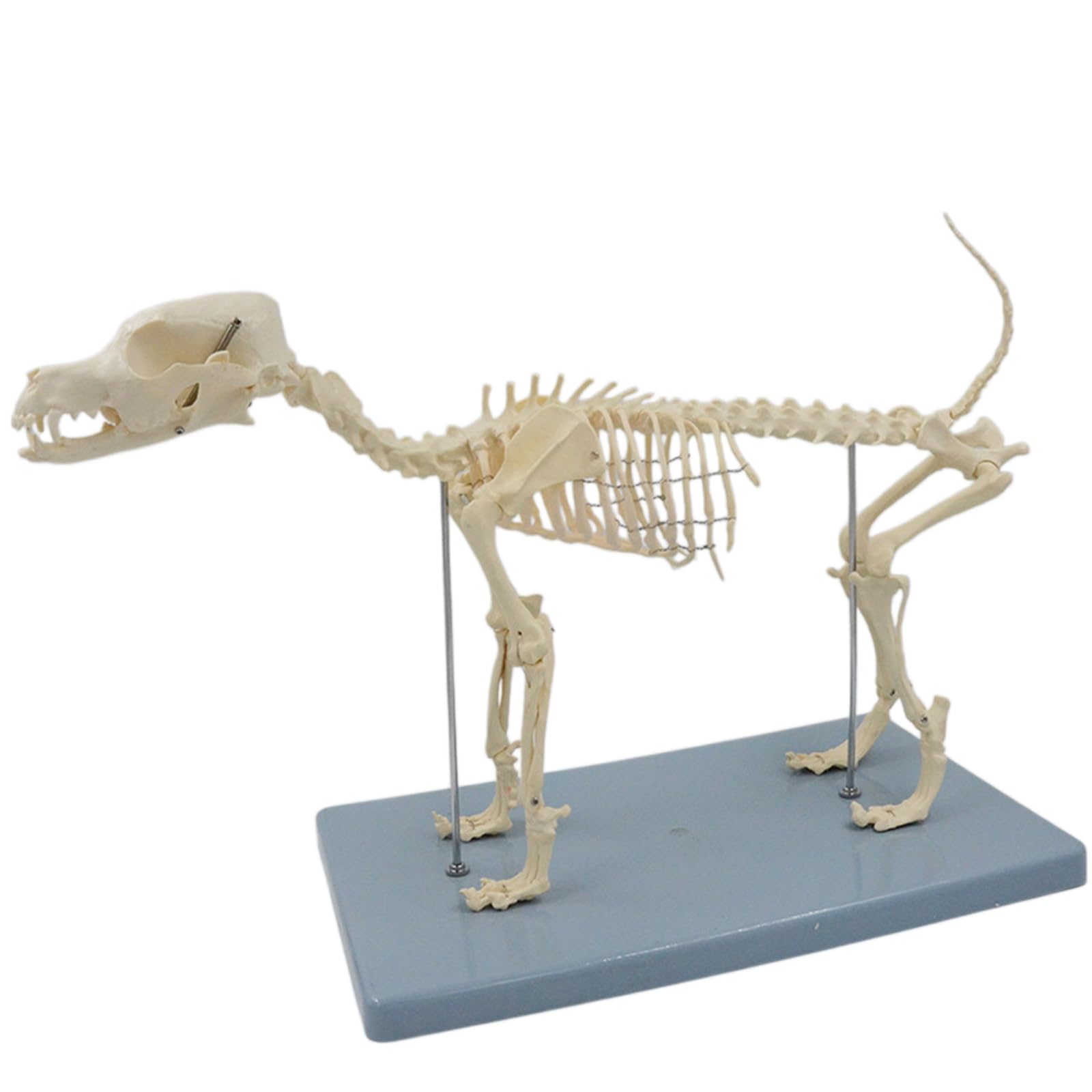 Modelo de esqueleto de perro con articulaciones móviles para estudio anatómico
