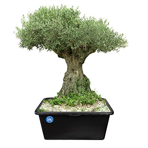 BigDean Mörtelkasten 90 Liter Eckig Miniteich Baueimer - 79 x 49 x 30 cm - Speiswanne Zementwanne Mörtelwanne - Made in Germany - Blauer Engel