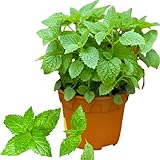 Fresh Mojito Mint Live Plant in 3.5 Inch Pot, Mint Herb Live Plant for Indoor Outdoor Growing, Spring Planting