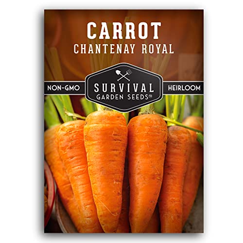 Chantenay Royal Carrot Seeds (1 Pack) Non-GMO Heirloom