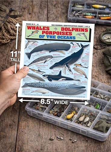 Image of Sea Mammal Identification Set (Whales, Dolphins, Porpoises, Seals, Sea Lions, Manatees) - Waterproof Quick Reference Guide | Portable & Built to Last | Double-Sided & Easy to Read | Portable Reference Cards, (Whales, Dolphins, Sea Lions, Seals, Manatees), Double-Sided, Perfect Boating Gift for Beginners