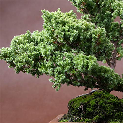 9GreenBox Bonsai Juniper Tree - Japanese Art Live House Plants for Indoor and Outdoor Garden - Dwarf Trees in Container Pot for Home and Office Decor - Best Gift for Mothers Day, Christmas - 4 Pounds - Thumbnail 4