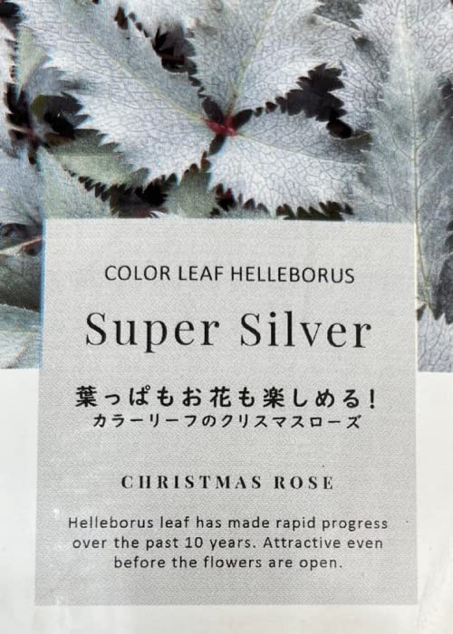 Amazon.co.jp: 松村ナーセリーさんのカラーリーフ・クリスマスローズ