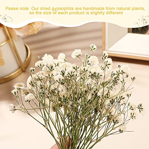 Mini Flores Secas Bebé Soplo 300 Pcs Blanco Marfil miniatura 3
