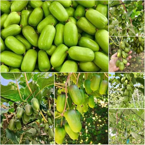 kiwiberry - semillas de interior de balcón resistentes exóticas semillas kiwi kiwi camas elevadas para jardín jardín interior 50pcs