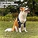 NeoAlly Dog Elbow Brace Protector Pads for Canine Elbow and Shoulder Support Elbow Hygroma, Dysplasia, Osteoarthritis, Elbow Calluses, Pressure Sores and Shoulder Dislocation - XL Pair