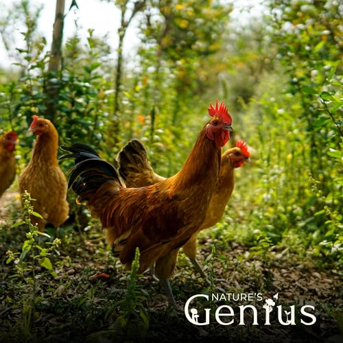 How the Chicken Crossed the Road To Build a Regenerative Food System Podcast Por  arte de portada