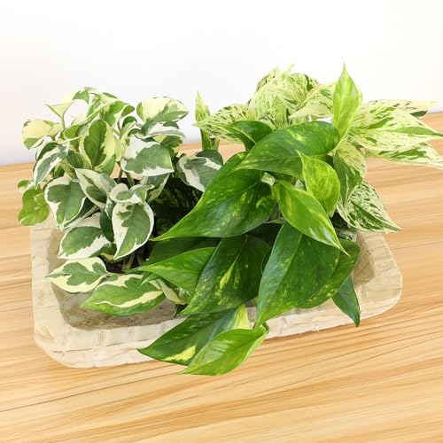 Live Pothos Plants (4PK) Indoor Plants Live Houseplants, Pothos Live Plant House Plants, Money Plant Indoor Pothos Plant Decor, Devils Ivy Trailing Plants Live by Plants for Pets,Black