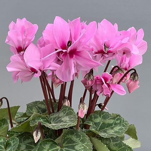 シクラメン：プティムーラン ピンク3号ポット（北海道産充実株）[モレル社の八重咲き品種]のサムネイル