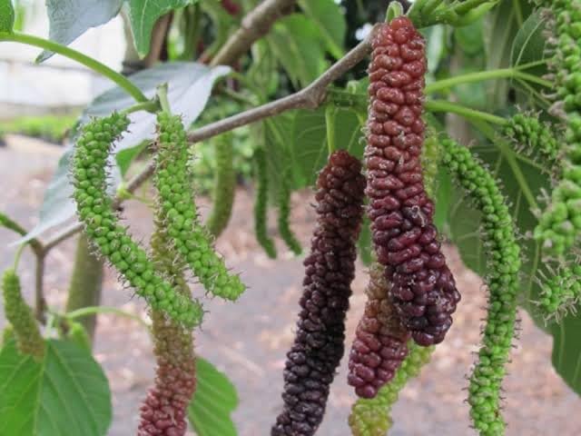 Rahaman EnterpriceT" Mulberry Taiwan Long Variety Fruit Air Layered Grafted Live Plants All Time Mulberry Hybrid Live Plant, Black & Red Color "Special Variety"(Fruit After 1 Year & 1-1.5 Ft) (B0CMX3FLXM) Amazon Price History, Amazon Price Tracker